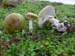 Amanita phalloides